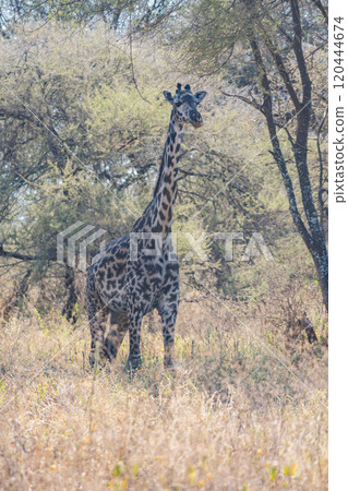 坦尚尼亞塔蘭吉雷國家公園的網紋長頸鹿 坦尚尼亞塔蘭吉雷國家公園的網紋長頸鹿 120444674