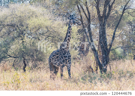 坦尚尼亞塔蘭吉雷國家公園的網紋長頸鹿 坦尚尼亞塔蘭吉雷國家公園的網紋長頸鹿 120444676