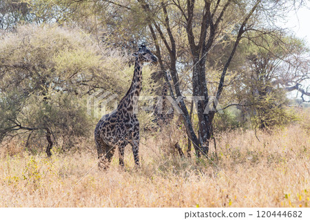 坦尚尼亞塔蘭吉雷國家公園的網紋長頸鹿 120444682