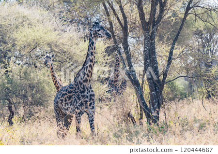 Reticulated giraffe in Tarangire National Park, Tanzania 120444687
