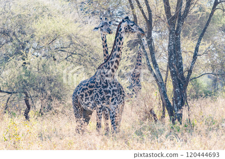 Reticulated giraffe in Tarangire National Park, Tanzania 120444693