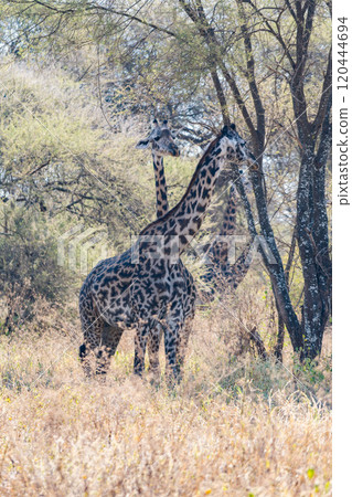 Reticulated giraffe in Tarangire National Park, Tanzania 120444694