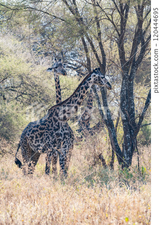Reticulated giraffe in Tarangire National Park, Tanzania Reticulated giraffe in Tarangire National Park, Tanzania 120444695