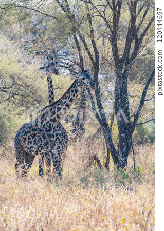 Reticulated giraffe in Tarangire National Park, Tanzania Reticulated giraffe in Tarangire National Park, Tanzania 120444697