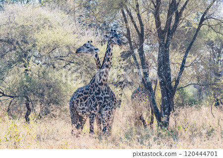 Reticulated giraffe in Tarangire National Park, Tanzania 120444701