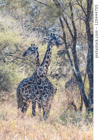 坦尚尼亞塔蘭吉雷國家公園的網紋長頸鹿 坦尚尼亞塔蘭吉雷國家公園的網紋長頸鹿 120444705