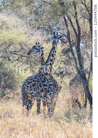 Reticulated giraffe in Tarangire National Park, Tanzania Reticulated giraffe in Tarangire National Park, Tanzania 120444706