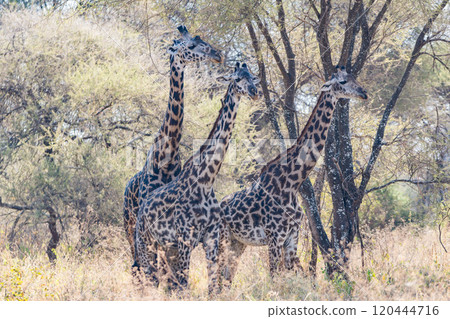 Reticulated giraffe in Tarangire National Park, Tanzania Reticulated giraffe in Tarangire National Park, Tanzania 120444716