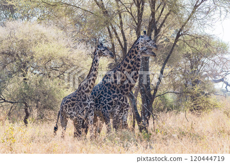 Reticulated giraffe in Tarangire National Park, Tanzania 120444719