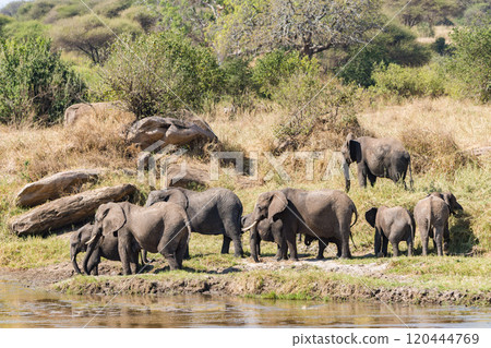 African elephant in Tarangire National Park, Tanzania 120444769