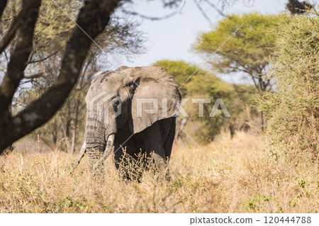 African elephant in Tarangire National Park, Tanzania 120444788