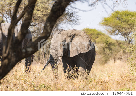 African elephant in Tarangire National Park, Tanzania 120444791