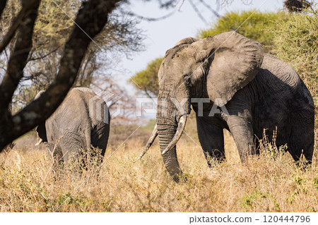 坦尚尼亞塔蘭吉雷國家公園的非洲象 120444796