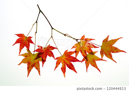 Transillumination photography of maple leaves changing color 120444813