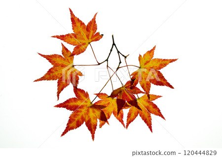 Transillumination photography of maple leaves changing color Transillumination photography of maple leaves changing color 120444829