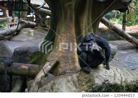 Chimpanzees at Taman Safari in Indonesia 120444853