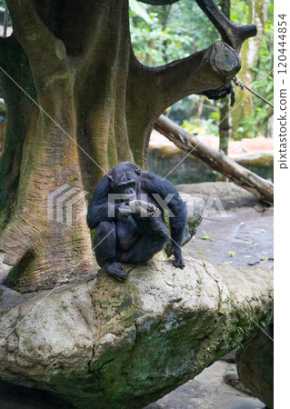 Chimpanzees at Taman Safari in Indonesia Chimpanzees at Taman Safari in Indonesia 120444854