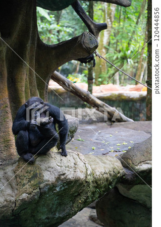 Chimpanzees at Taman Safari in Indonesia Chimpanzees at Taman Safari in Indonesia 120444856