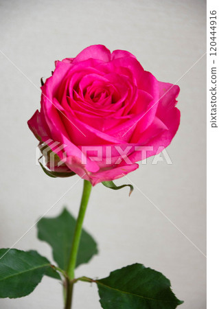 Pink roses Pink roses 120444916