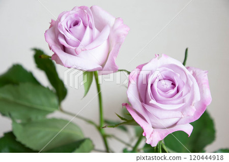 Purple roses Purple roses 120444918