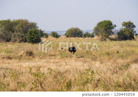 Ostrich in Tarangire National Park, Tanzania Ostrich in Tarangire National Park, Tanzania 120445059