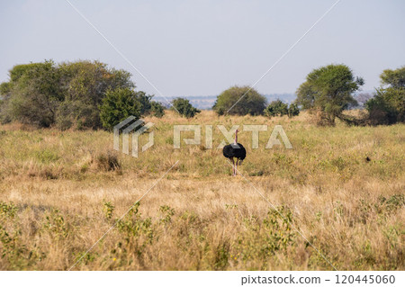 Ostrich in Tarangire National Park, Tanzania 120445060