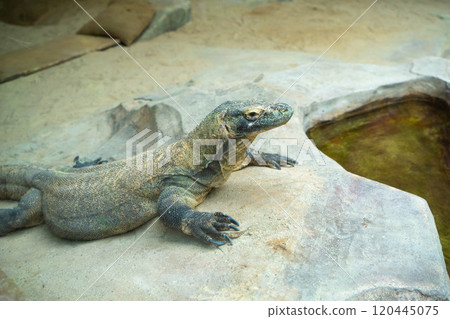 Komodo dragons at Taman Safari in Indonesia Komodo dragons at Taman Safari in Indonesia 120445075