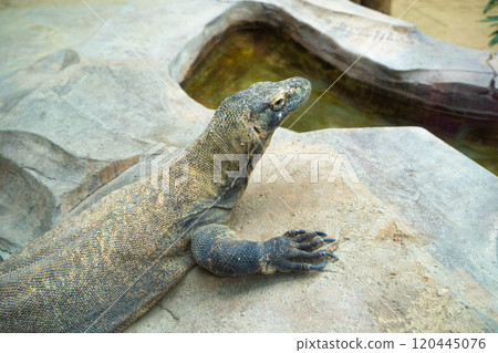 Komodo dragons at Taman Safari in Indonesia Komodo dragons at Taman Safari in Indonesia 120445076