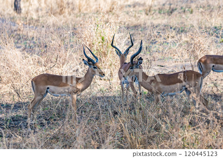 Impala in Tarangire National Park, Tanzania 120445123