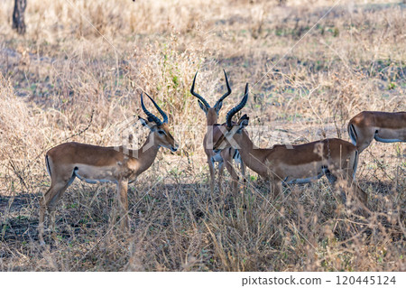 Impala in Tarangire National Park, Tanzania 120445124