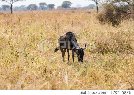 Wildebeest in Tarangire National Park, Tanzania 120445226