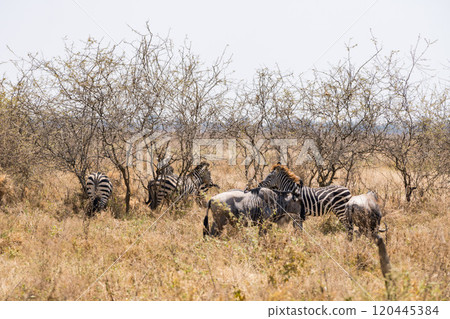 Zebra in Tarangire National Park, Tanzania Zebra in Tarangire National Park, Tanzania 120445384
