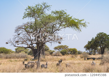 斑馬在塔蘭吉雷國家公園，坦桑尼亞 120445386