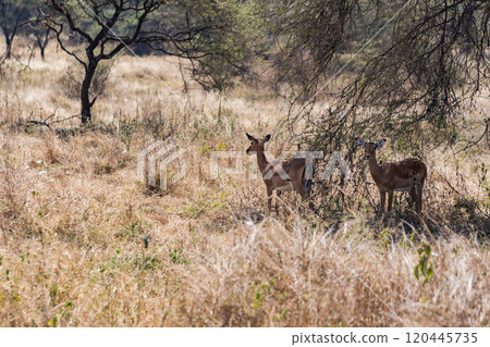 Antelope in Tarangire National Park, Tanzania 120445735