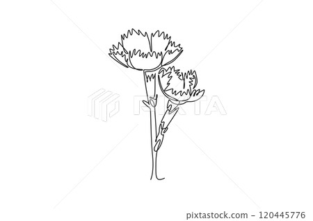 Continuous one line drawing of beauty fresh dianthus for home art wall decor poster print. Printable decorative sweet william flower garden concept. Single line draw design vector graphic illustration 120445776