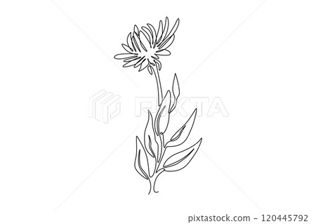 Single one line drawing beauty fresh asteraceae for garden logo. Printable decorative aster flower concept for wallpaper art home decor poster. Continuous line draw design graphic vector illustration 120445792