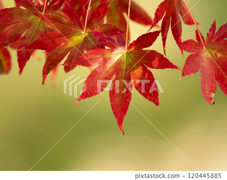 秋天的大紅葉 120445885