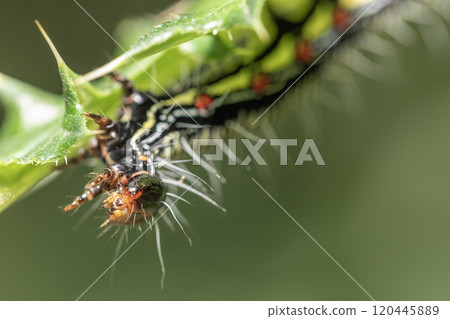 Fukurasuzume Larva Fukurasuzume Larva 120445889