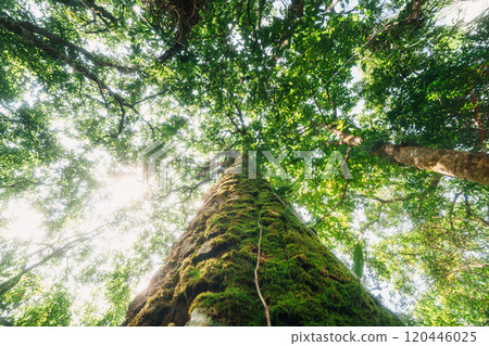 Mossed tree in Asian rainforest, view from below. Mossed tree in Asian rainforest, view from below. 120446025