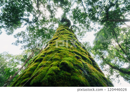 Mossed tree in Asian rainforest, view from below. 120446026