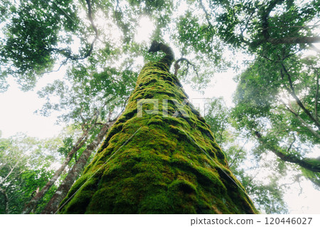 Mossed tree in Asian rainforest, view from below. 120446027