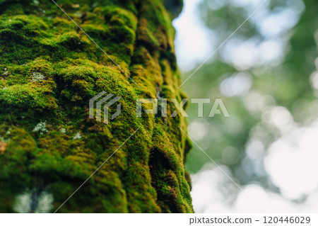 Moss covered trees in a natural forest Moss covered trees in a natural forest 120446029