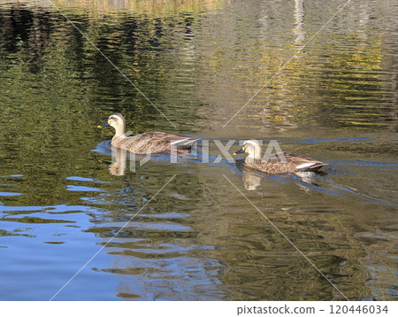 斑嘴鴨公園池塘 120446034
