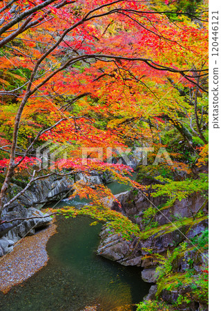 Autumn leaves of Nakazu Gorge 120446121