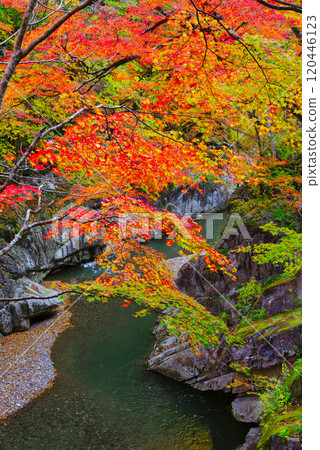 Autumn leaves of Nakazu Gorge 120446123