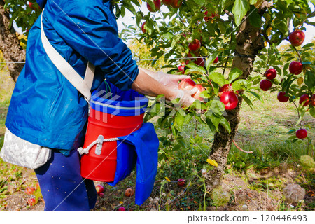 Apples in boxes after harvest Apples in boxes after harvest 120446493