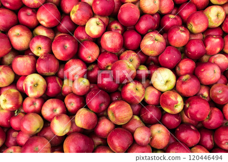 Apple background. Idared cultivar. 120446494
