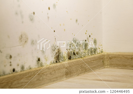 Mould and fungus growth on wall 120446495