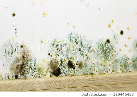 Mould and fungus growth on wall 120446496
