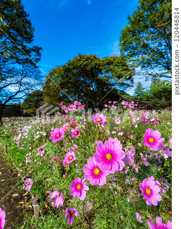A refreshing autumn scene: Cosmos shining against the clear blue autumn sky 120446814